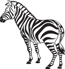 Zebra standing in profile with black and white stripes on a white background vector illustration