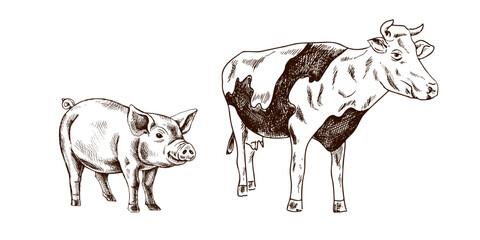 Hand drawn vintage sketch of farm cow and pig in brown ink engraving style on white background