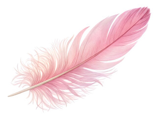 Delicate pink feather with fluffy barbs on black background