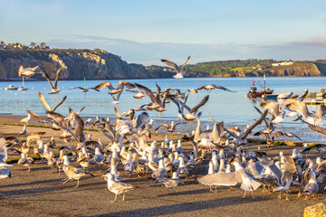 Flock of gulls take off on a pier in a harbour by the sea