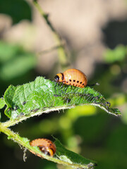 Two Colorado potato beetle larvae and small black droppings are visible in close-up on a green potato leaf. This demonstrates the harmful effect of insects on agricultural crops.