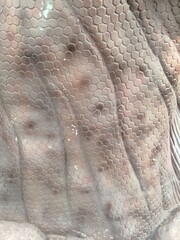 close up of fish scales