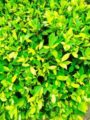 green leaves background
