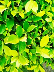 green leaves background