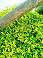 green leaves background