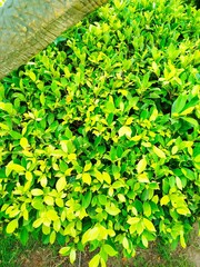 green leaves background