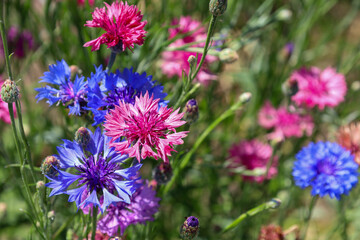 A flower field with vibrant blue and pink cornflowers, standing out against green stems, creates a picturesque summer landscape. This image conveys freshness and natural harmony.