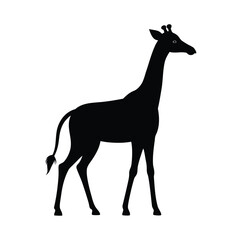 Elegant silhouette of a giraffe walking slowly on a clean white background