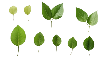 Fresh green leaves collection, vibrant botanical elements perfect for nature inspired designs and creative projects isolated on white or transparent png.