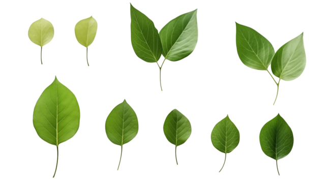 Fresh green leaves collection, vibrant botanical elements perfect for nature inspired designs and creative projects isolated on white or transparent png.