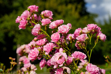 Pink-flowering ground cover roses (rose varieties with low growth height) or small shrub roses