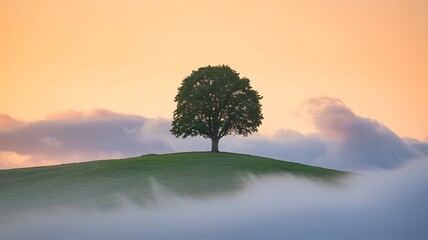 Solitary green tree on grassy hill at sunrise with fog