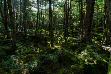 美しい苔の森を歩く　白駒の池