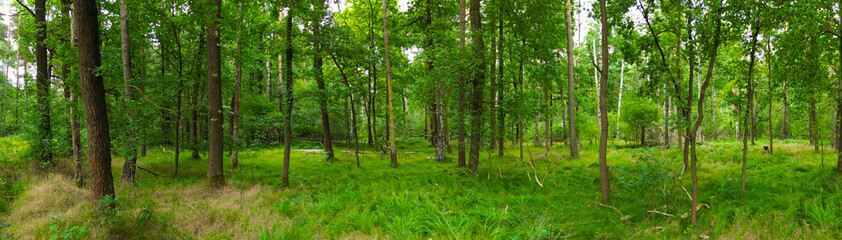 Obraz premium lush green forest in spring, panorama landscape