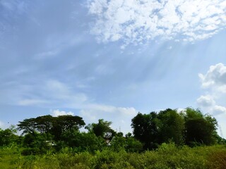 Obraz premium Lush Greenery Under Blue Sky