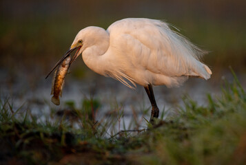 Egret bird feasting on a fish in the wetlands