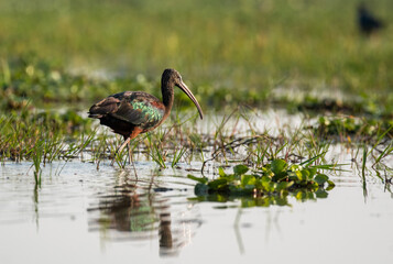 Glossy ibis bird in the wetlands looking for food. Close up, selective focus.