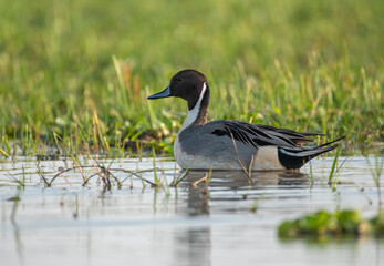 Migratory bird northern pintail in water in the wetlands. Close up, selective focus.