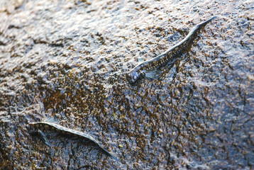 Two fish swimming in a pond