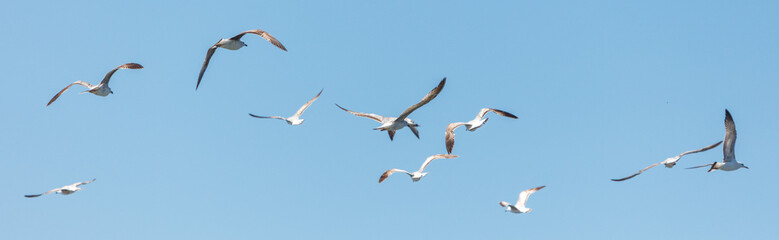 A flock of seagulls flying in the sky