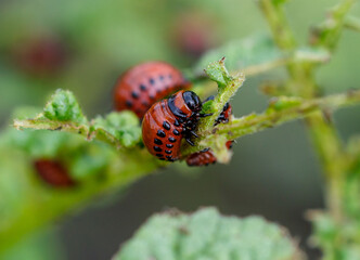 Colorado potato beetle eats leaves. Macro
