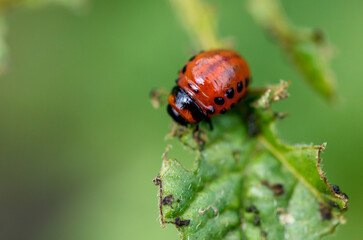 Colorado potato beetle eats leaves. Macro