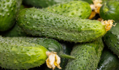 A bunch of cucumbers with green skin and white seeds