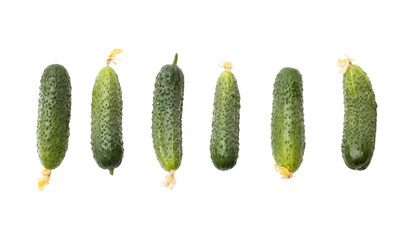 A row of cucumbers with a white background
