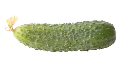 A cucumber is shown with a stem and a leaf