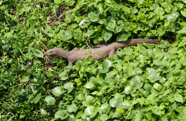A lizard is laying in the grass