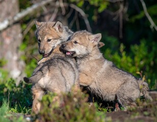 Two playful wolf pups in a forest
