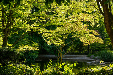 Fototapeta premium Cercidiphyllum japonicum, known as the Katsura (from its Japanese name) illuminated by the sun. A pond in the background. The Japanese Garden in Westpark Munich, Bavaria, Germany