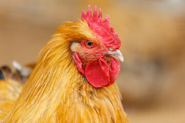 A chicken with a red beak and red comb