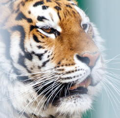 A tiger is staring at the camera with its mouth open