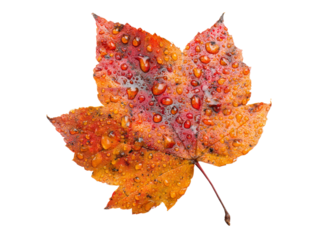 Autumn maple leaf with dew drops isolated on black background, Isolated On White Background, Png Transparent
