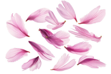 Scattered pink magnolia petals isolated on transparent background. Flying pink petals isolated on white background.