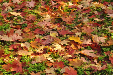 Fall foliage texture background.  Autumn leaves background with natural colors.