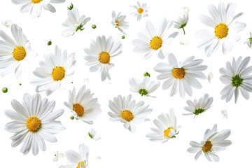 Scattered white daisies with yellow centers isolated on transparent background. Flying white flowers isolated on white background.