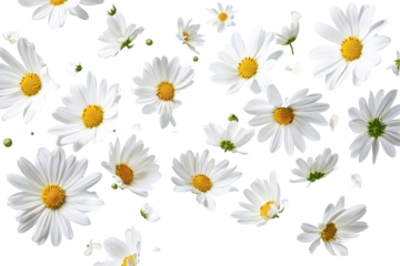 Scattered white daisies with yellow centers isolated on transparent background. Flying white flowers isolated on white background.