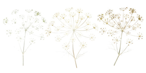 Three delicate baby s breath flower stems isolated on transparent background