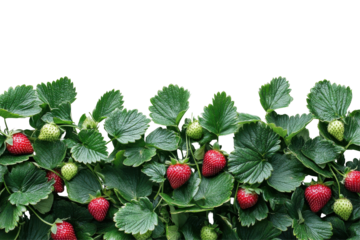 Fresh ripe strawberries growing on a plant isolated on transparent background. Fresh green strawberry foliage isolated on white background.