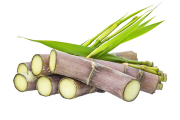 Freshly cut sugarcane stalks with green leaves isolated on transparent background. Fresh sugarcane stalks isolated on white background.