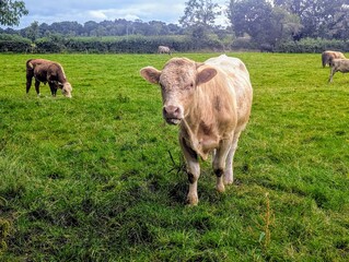 Close-up of a light-colored cow standing in a lush green pasture, with several other cattle grazing in the background. This rural scene captures the countryside of Northern Ireland.