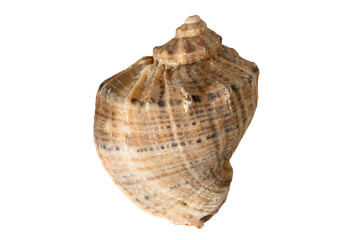 ocean, sea creature natural sea star, spiral seashell white background. marine life, beach decor, ocean wildlife, coastal theme, summer vacation, nautical elements, tropical sea creatures collection