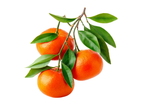 Fresh mandarin oranges on branch with green leaves isolated on black background, Isolated On White Background, Png Transparent
