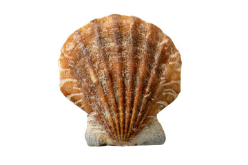 ocean, sea creature natural sea star, spiral seashell white background. marine life, beach decor, ocean wildlife, coastal theme, summer vacation, nautical elements, tropical sea creatures collection