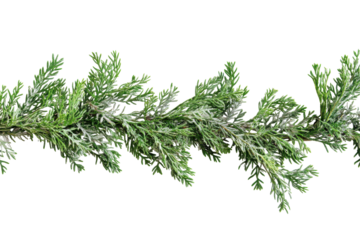 Green fir tree branch isolated on transparent background. Green foliage garland isolated on white background.