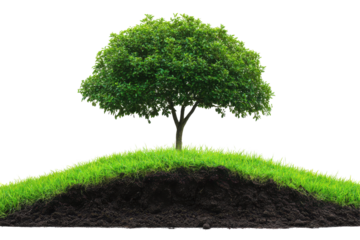 Green tree growing in soil with grass isolated on transparent background. Green tree sits atop fertile soil surrounded by lush grass isolated on white background.