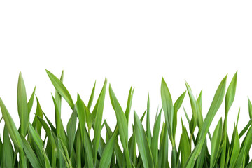 Fototapeta premium Green grass blades with dew drops isolated on transparent background. Green wheat isolated on white background.