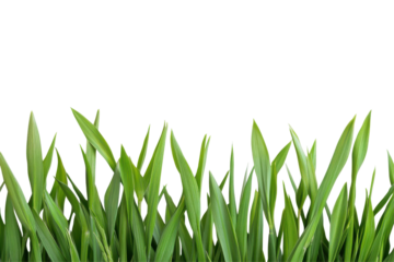 Green grass blades with dew drops isolated on transparent background. Green wheat isolated on white background.